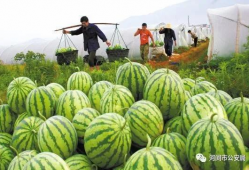 沧州吃瓜爆料视频大全最新,揭秘当地热点事件背后的真相