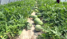 沧州吃瓜爆料视频大全最新,揭秘当地热点事件背后的真相